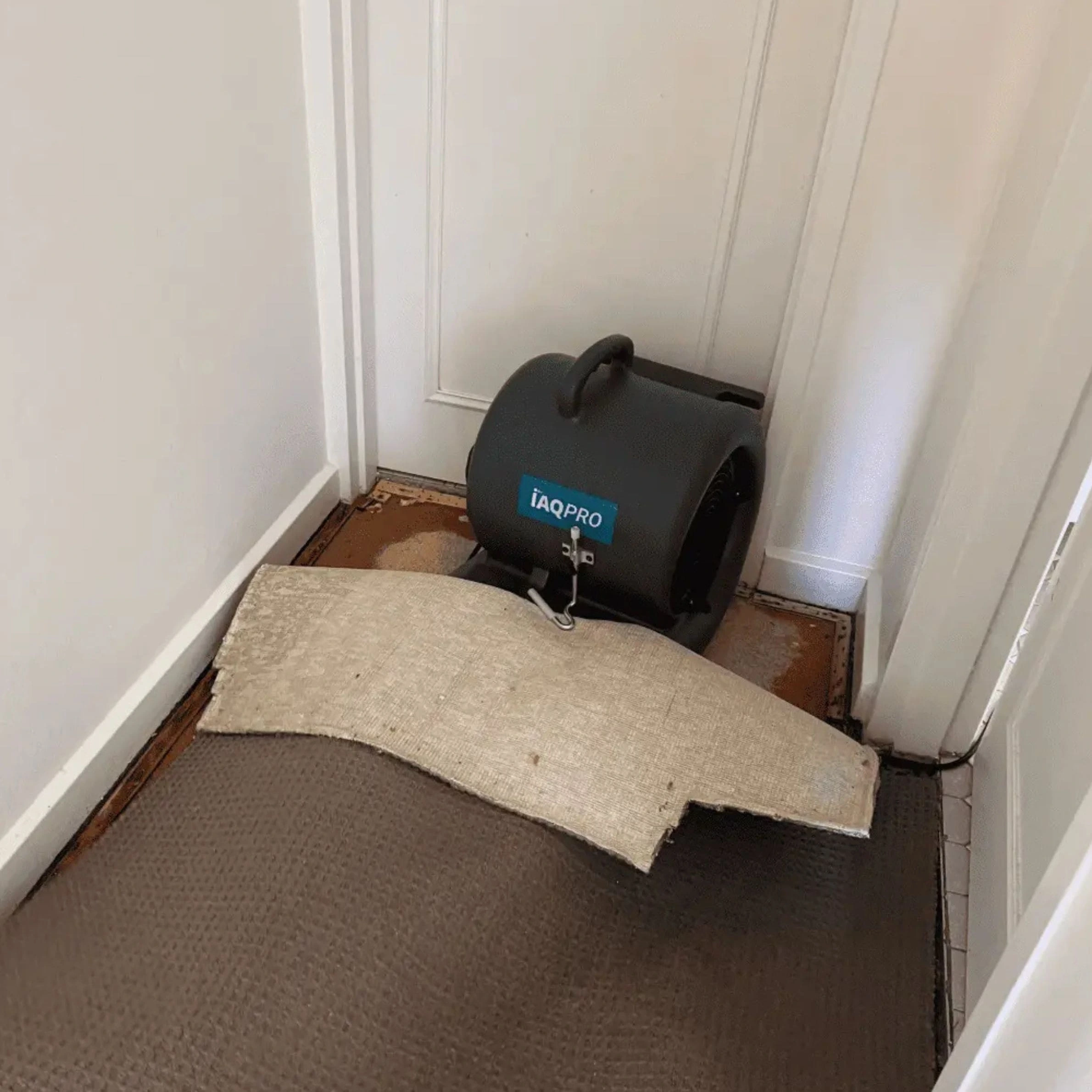 Air mover drying exposed carpet and underlay after water damage, showing professional flood restoration techniques. Air mover drying exposed carpet and underlay after water damage, showing professional flood restoration techniques.