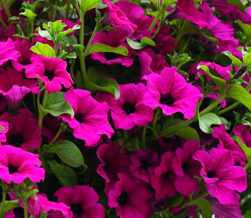 petunias petunias