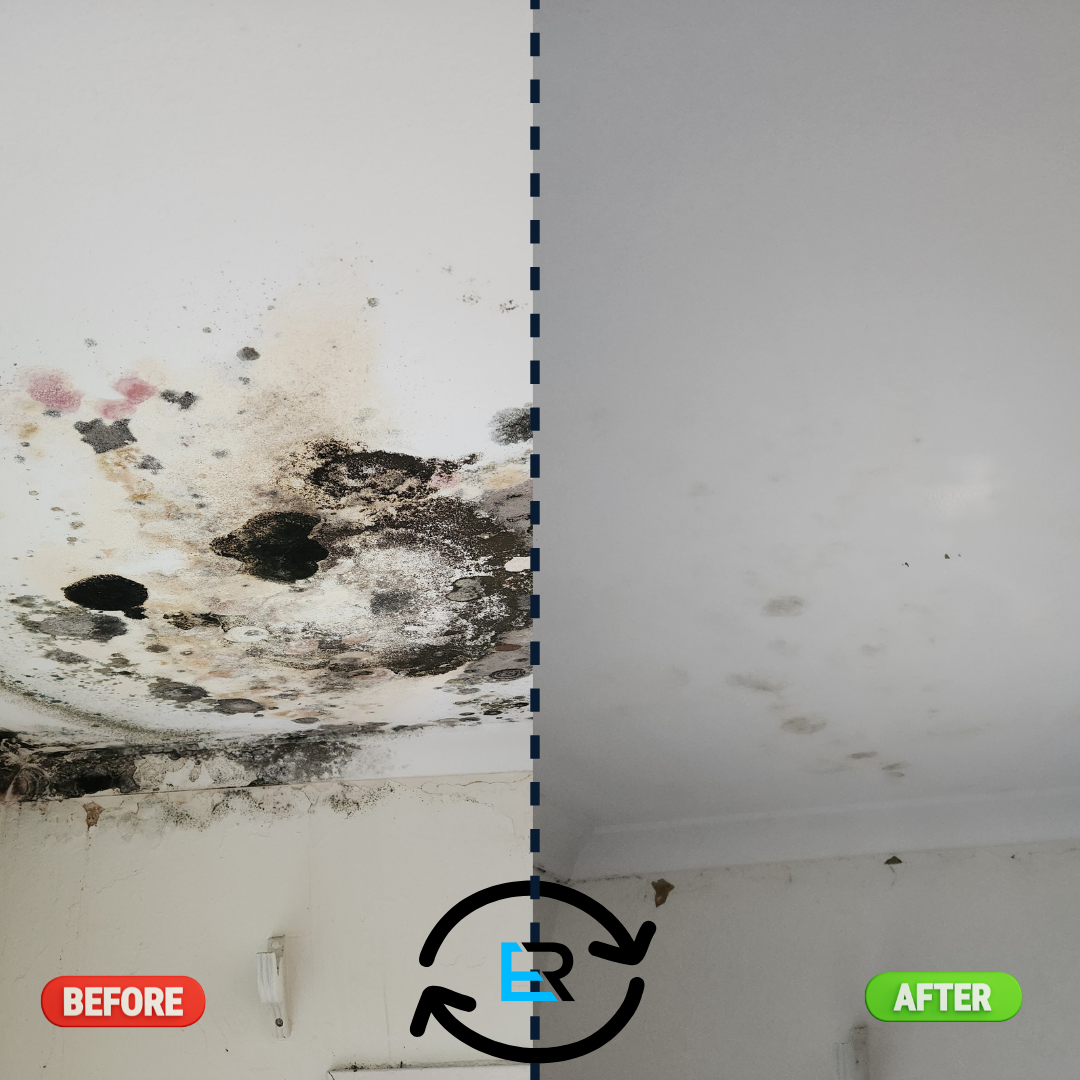 Ever Ready Mould Removal Ever Ready Mould Removal