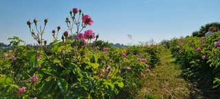 Evasion sensorielle champ de rose Evasion sensorielle champ de rose