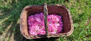 Evasion sensorielle au coeur des roses Evasion sensorielle au coeur des roses