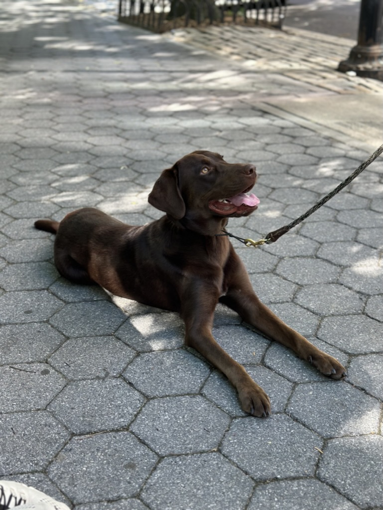 The Puppy Mastery