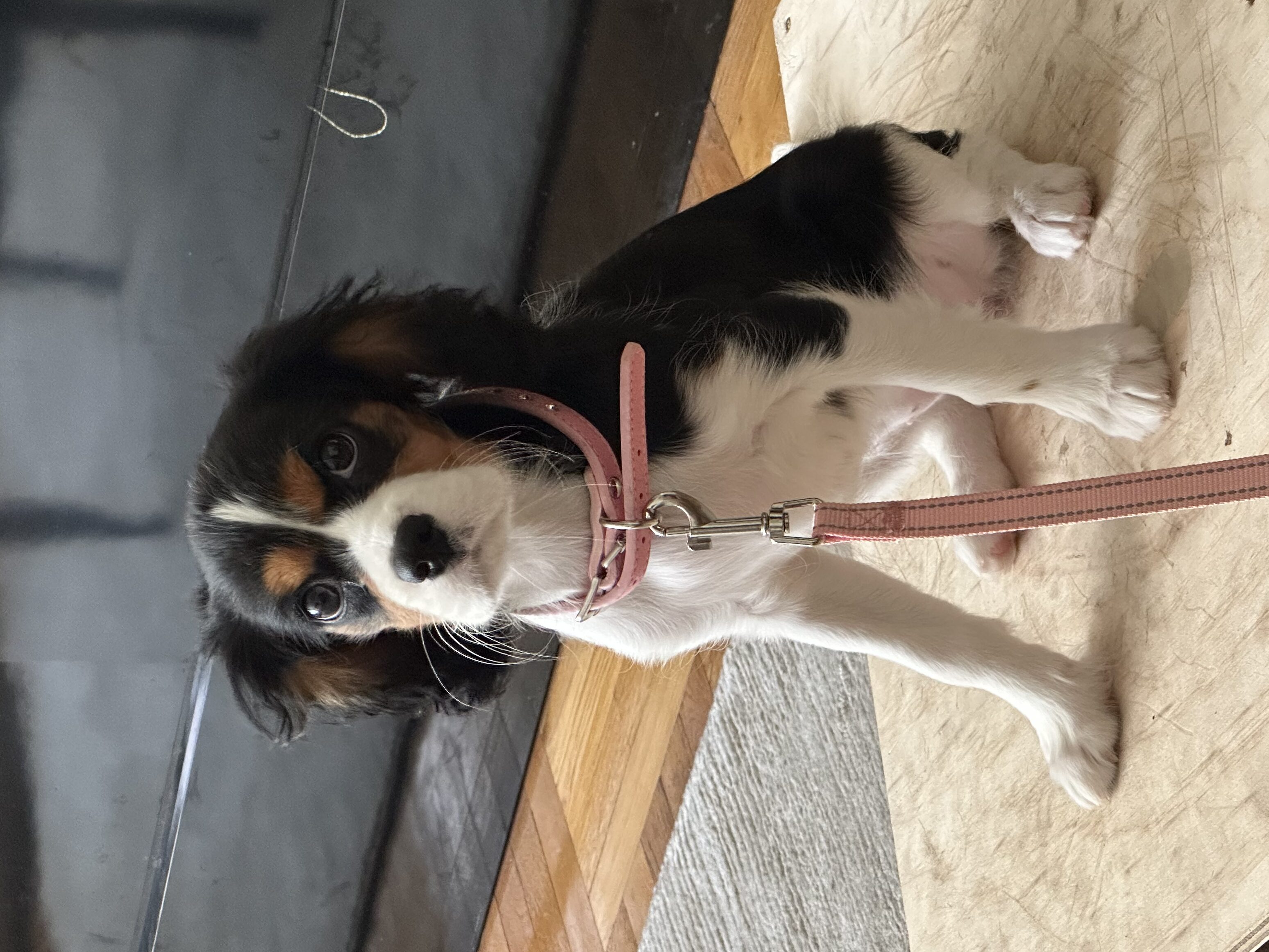 The Puppy Essential