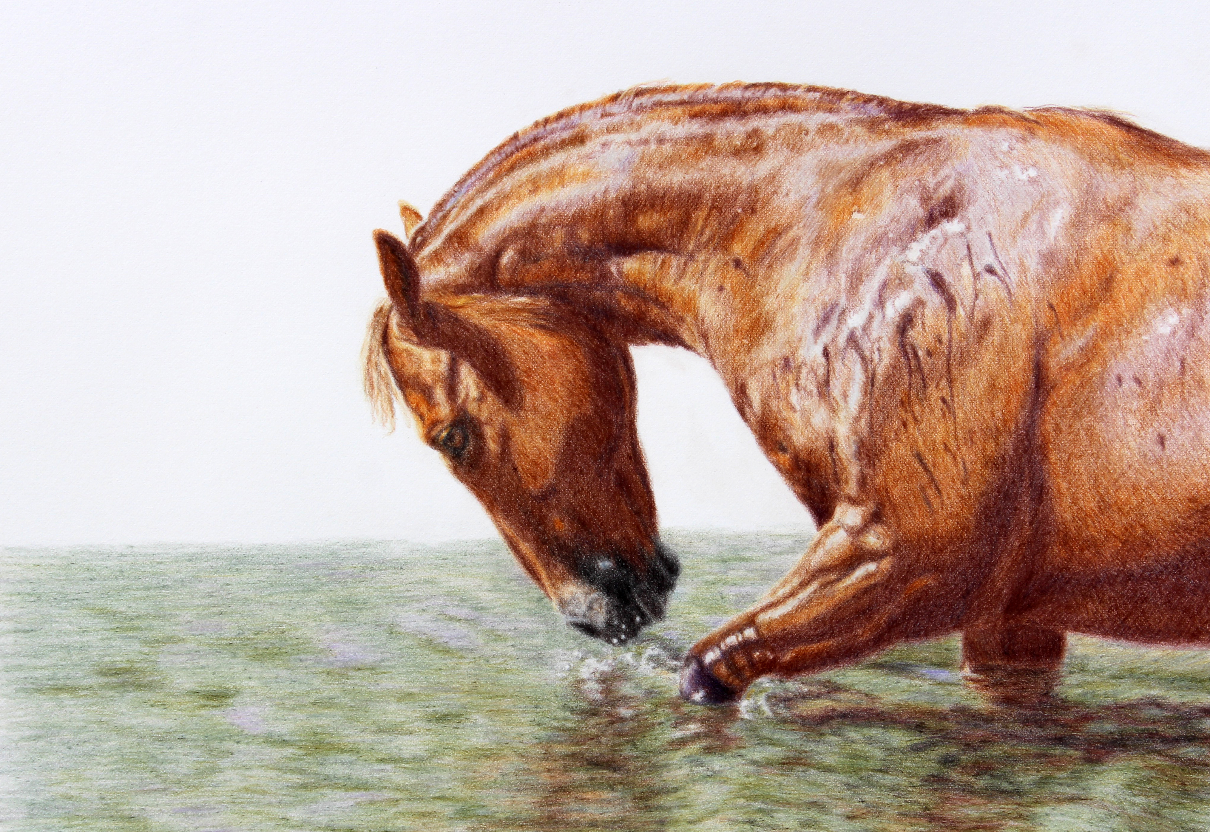 image of chestnut horse in water in coloured pencil