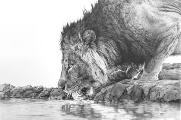 Graphite drawing of a lion drinking at a waterhole – award-winning monochrome art Graphite drawing of a lion drinking at a waterhole – award-winning monochrome art