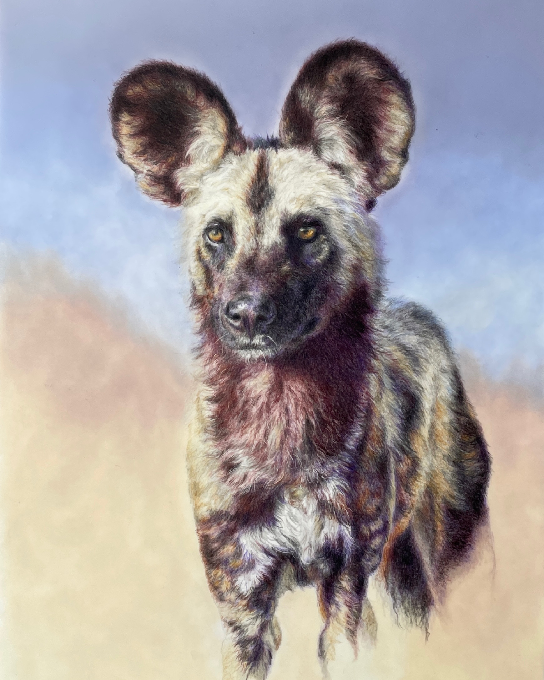 coloured pencil wild dog on drafting film coloured pencil wild dog on drafting film