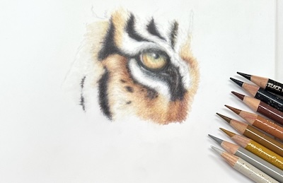 image of tiger drawing with coloured pencils image of tiger drawing with coloured pencils