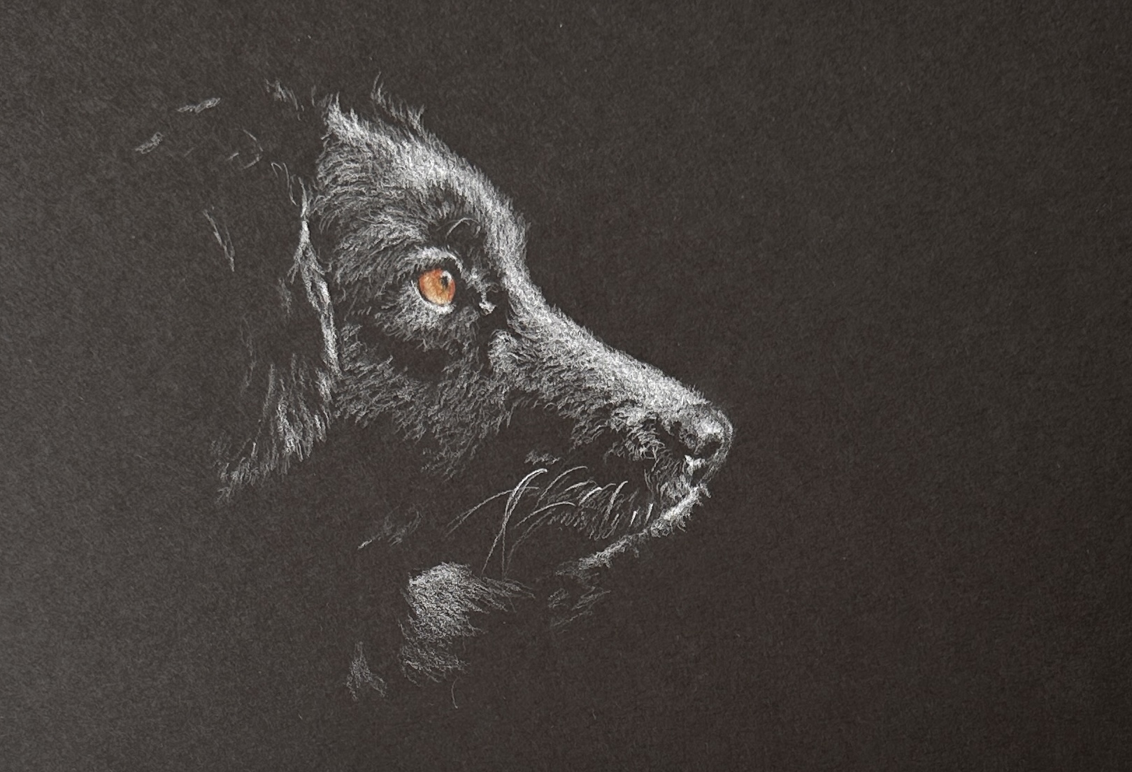 image of dog drawn with white pencil on black paper image of dog drawn with white pencil on black paper