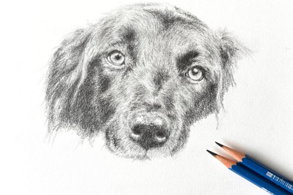 drawing of dog portrait