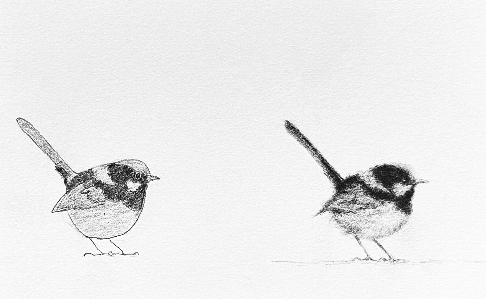 drawing of two wrens