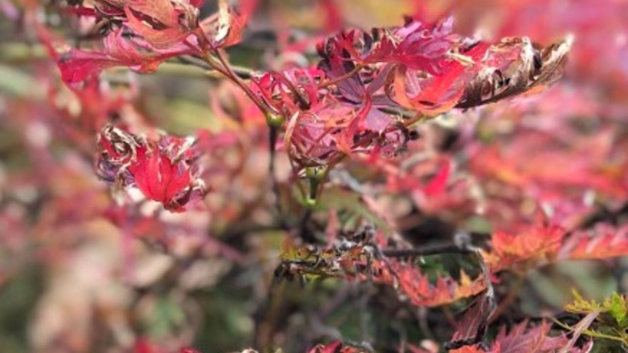 Turning Over A New Leaf