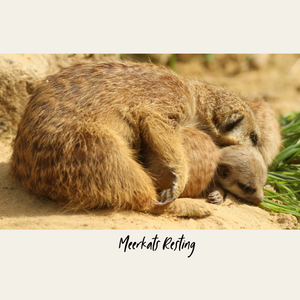 Meerkats Resting