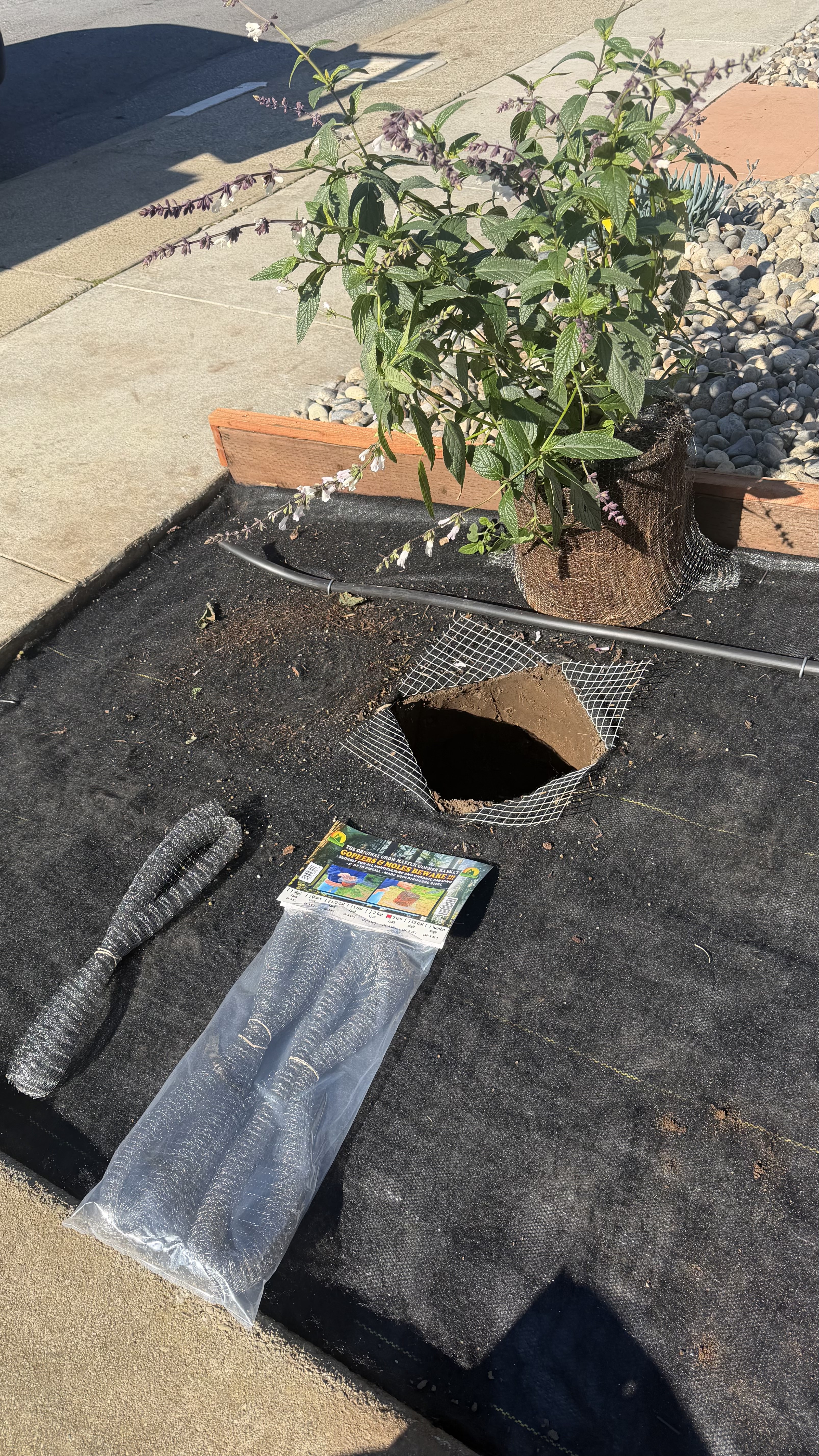 Plant protections using gopher wire protection for lawn and garden SF