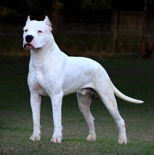 dog training dog training