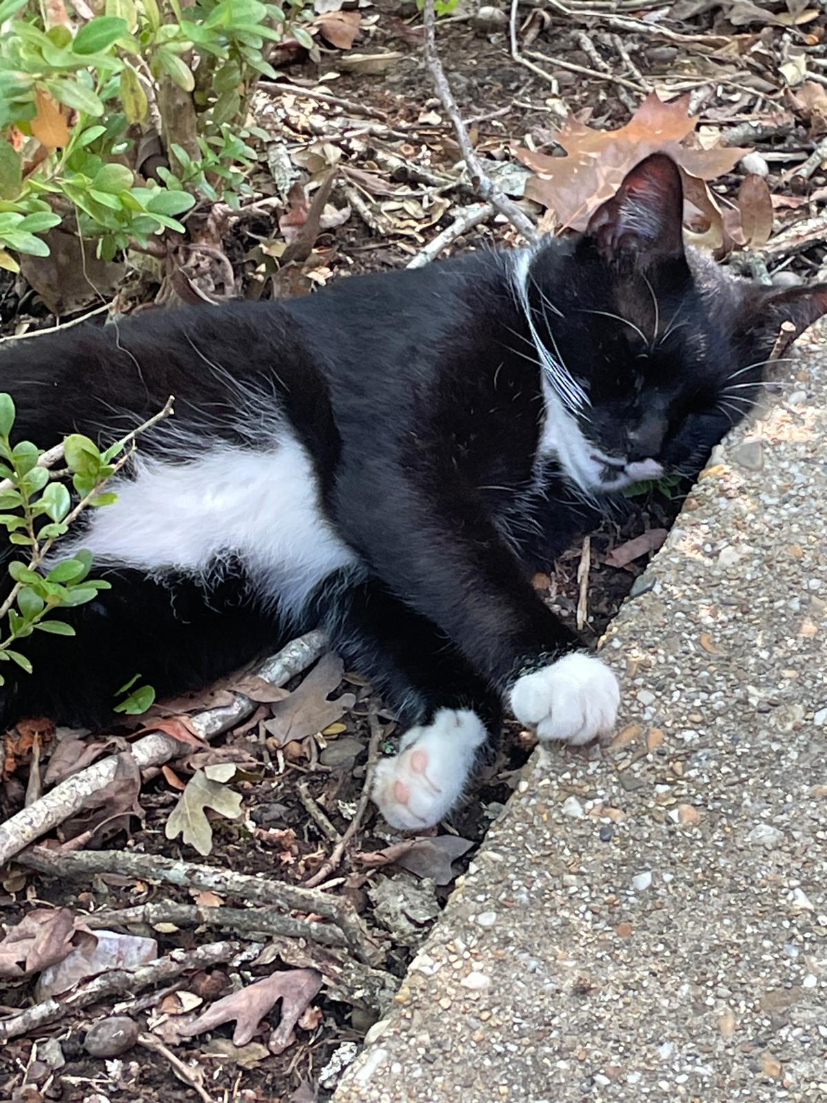 Bart the outdoor cat sleeping soundly in the bushes, feeling safe and at home Bart the outdoor cat sleeping soundly in the bushes, feeling safe and at home