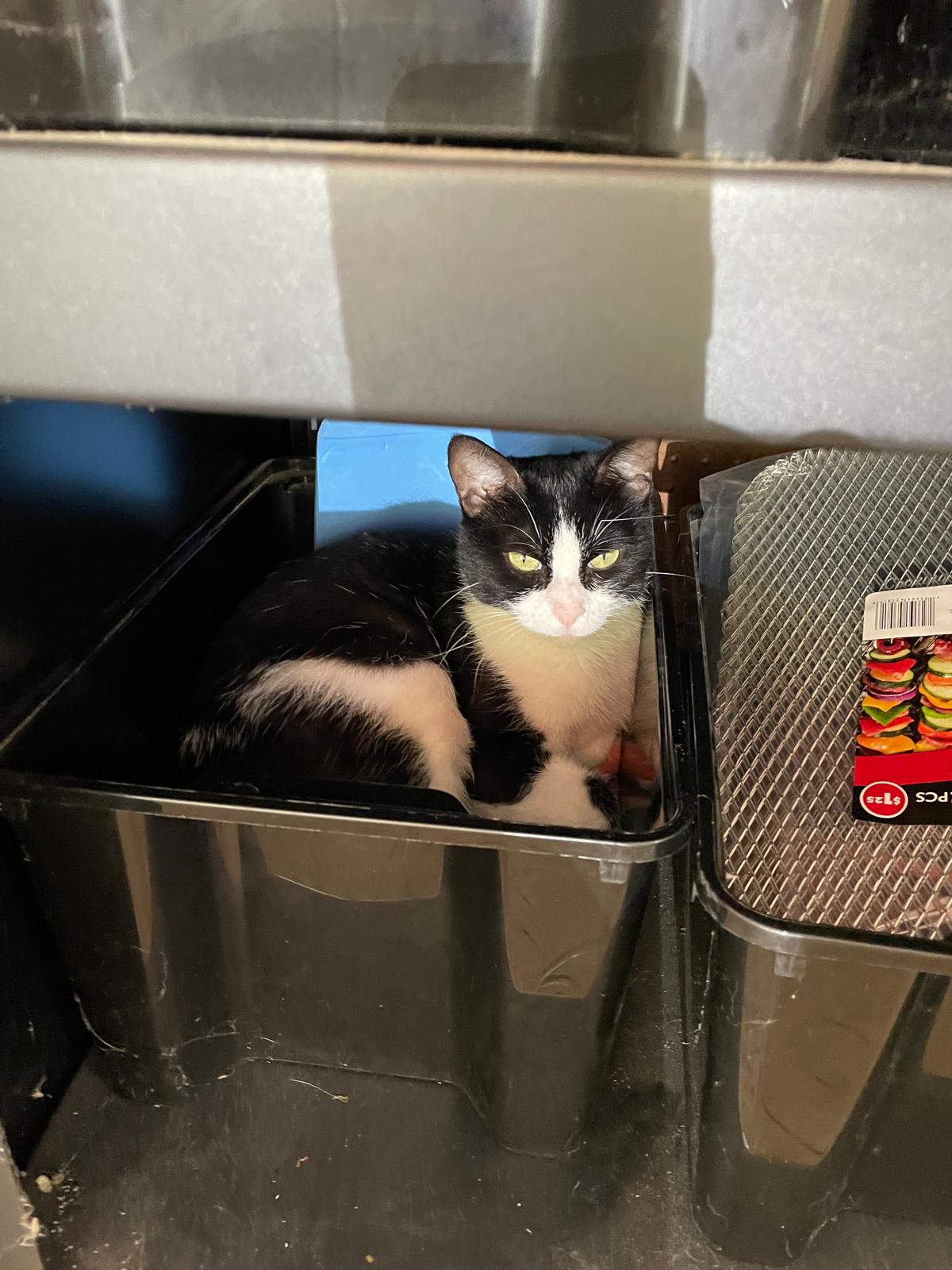 Sissy the outdoor cat sheltering from a storm under a workbench, finding her safe space in the garage Sissy the outdoor cat sheltering from a storm under a workbench, finding her safe space in the garage
