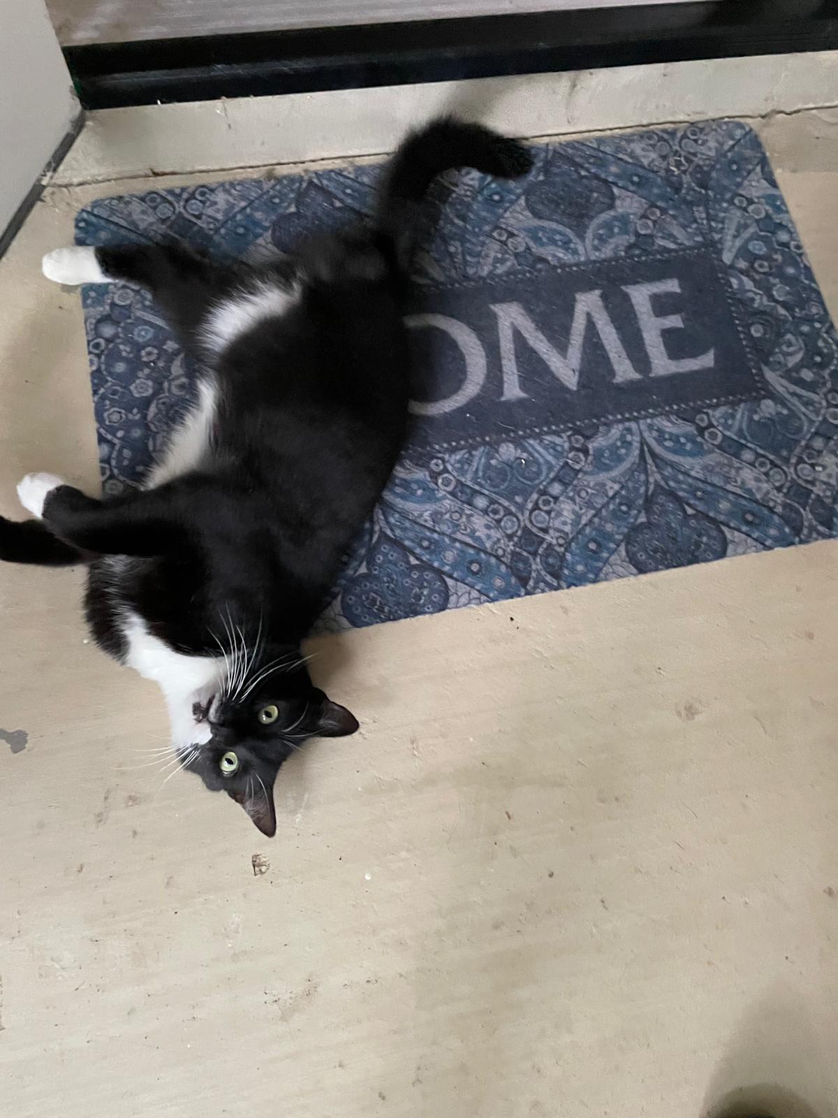 Outdoor cat Bart peacefully laying on a welcome mat, relaxed and trusting, soaking in a quiet moment of safety Outdoor cat Bart peacefully laying on a welcome mat, relaxed and trusting, soaking in a quiet moment of safety