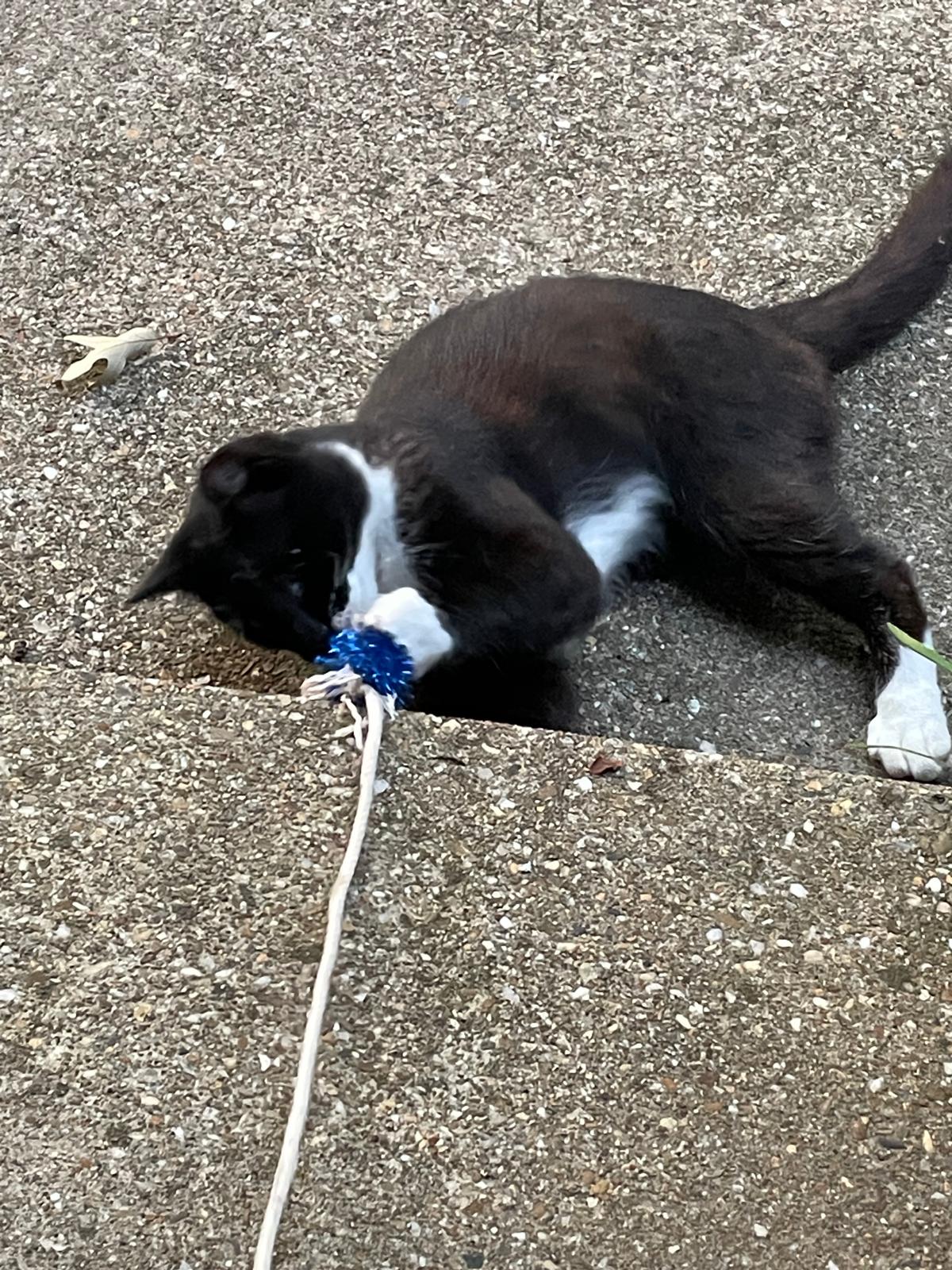 Tuxedo cat named Bart playing joyfully with a string on the porch, showcasing his playful personality and sleek black and white fur. Tuxedo cat named Bart playing joyfully with a string on the porch, showcasing his playful personality and sleek black and white fur.