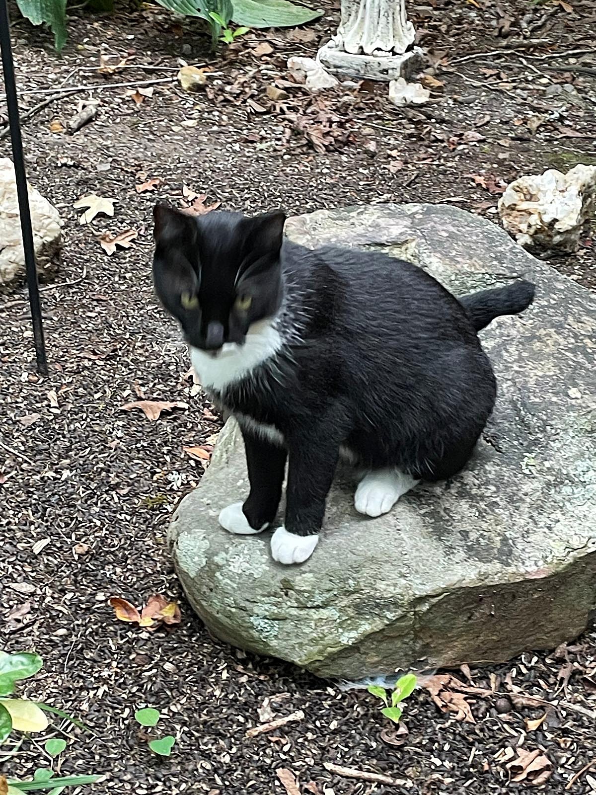 Bart the cat sitting proudly on a rock, alert and confident, gazing over his surroundings like he belongs — a calm, noble presence that radiates strength and grounded freedom. Bart the cat sitting proudly on a rock, alert and confident, gazing over his surroundings like he belongs — a calm, noble presence that radiates strength and grounded freedom.