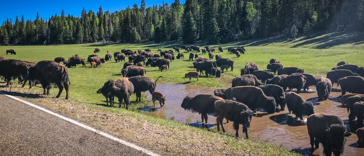 Bison at the North Rim of Grand Canyon Bison at the North Rim of Grand Canyon