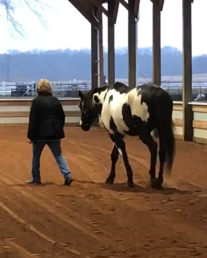 leading horse at liberty