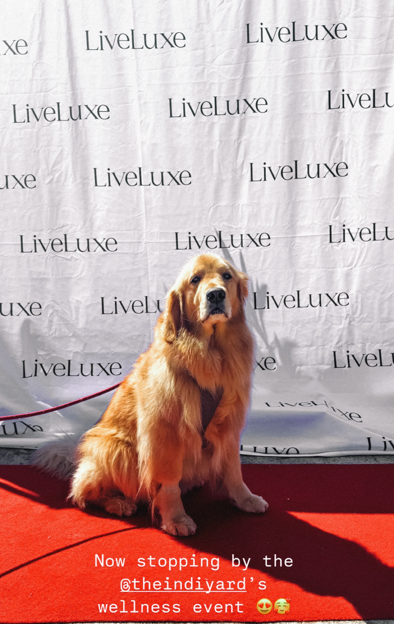 Nova The Golden Gal Nova The Golden Gal