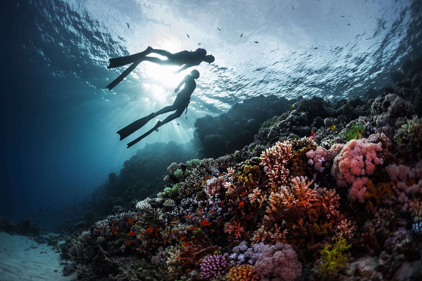 Couple snorkeling to see Manta Rays