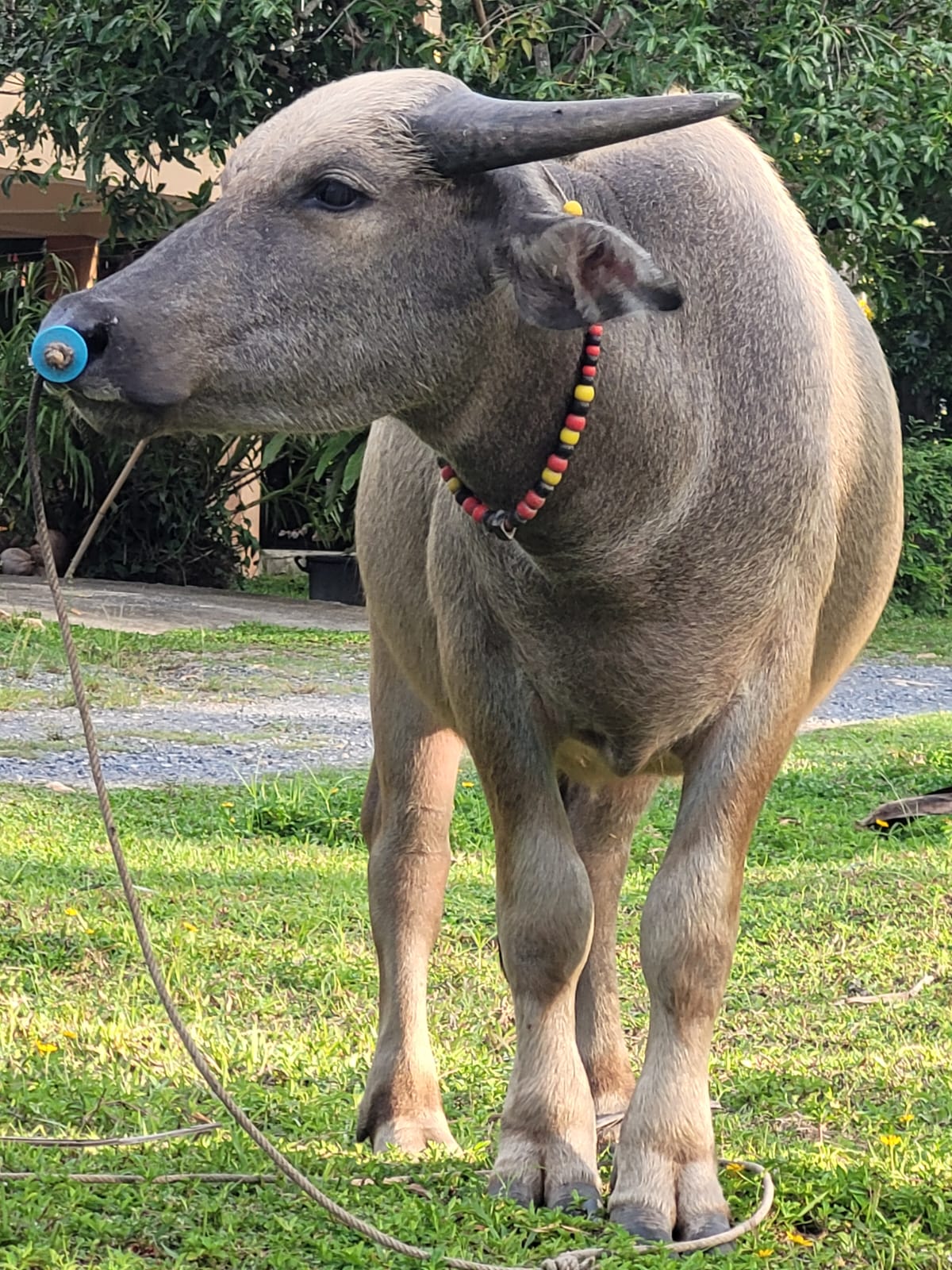 Buffalo with necklace Buffalo with necklace