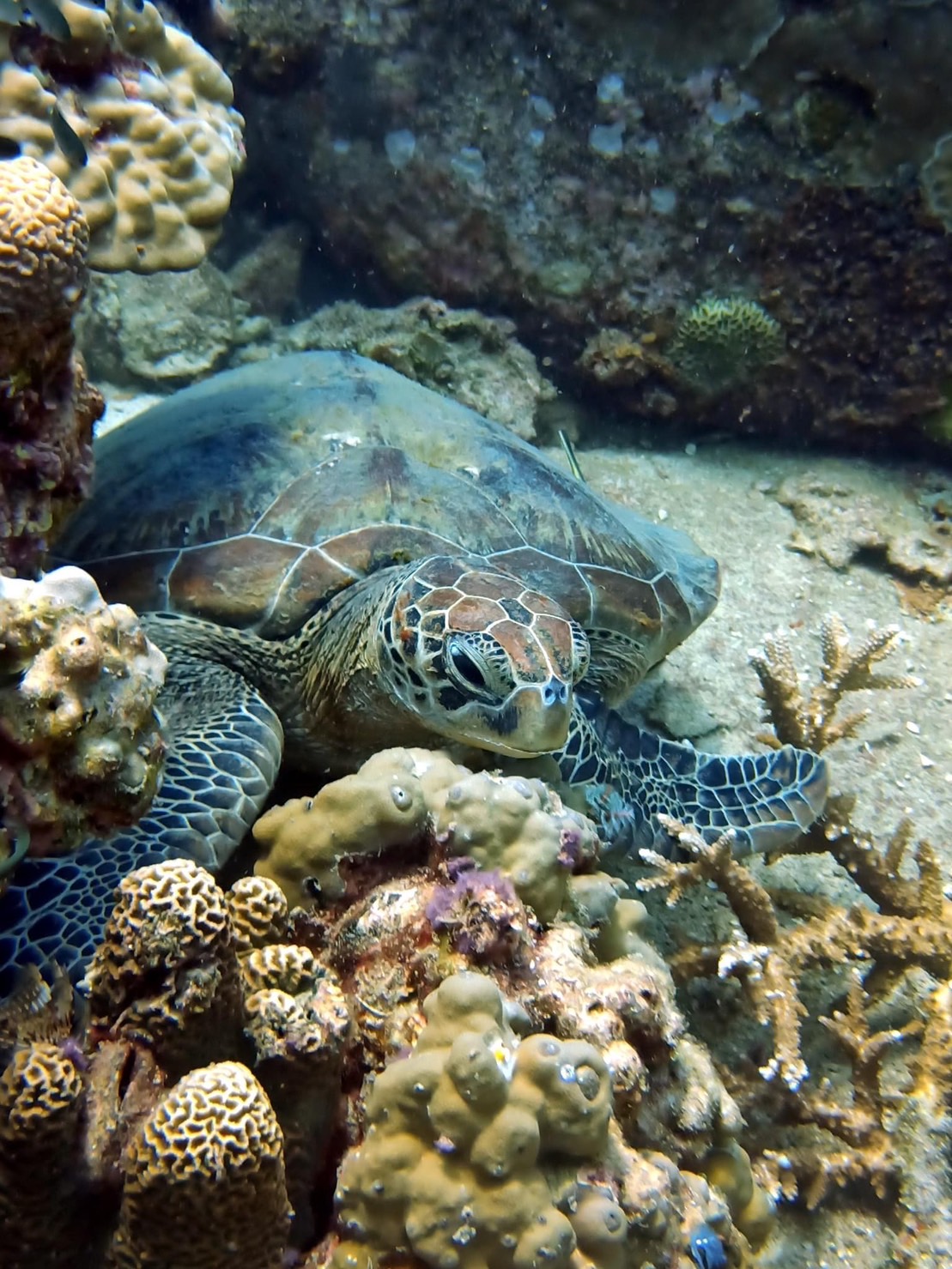 turtle while diving