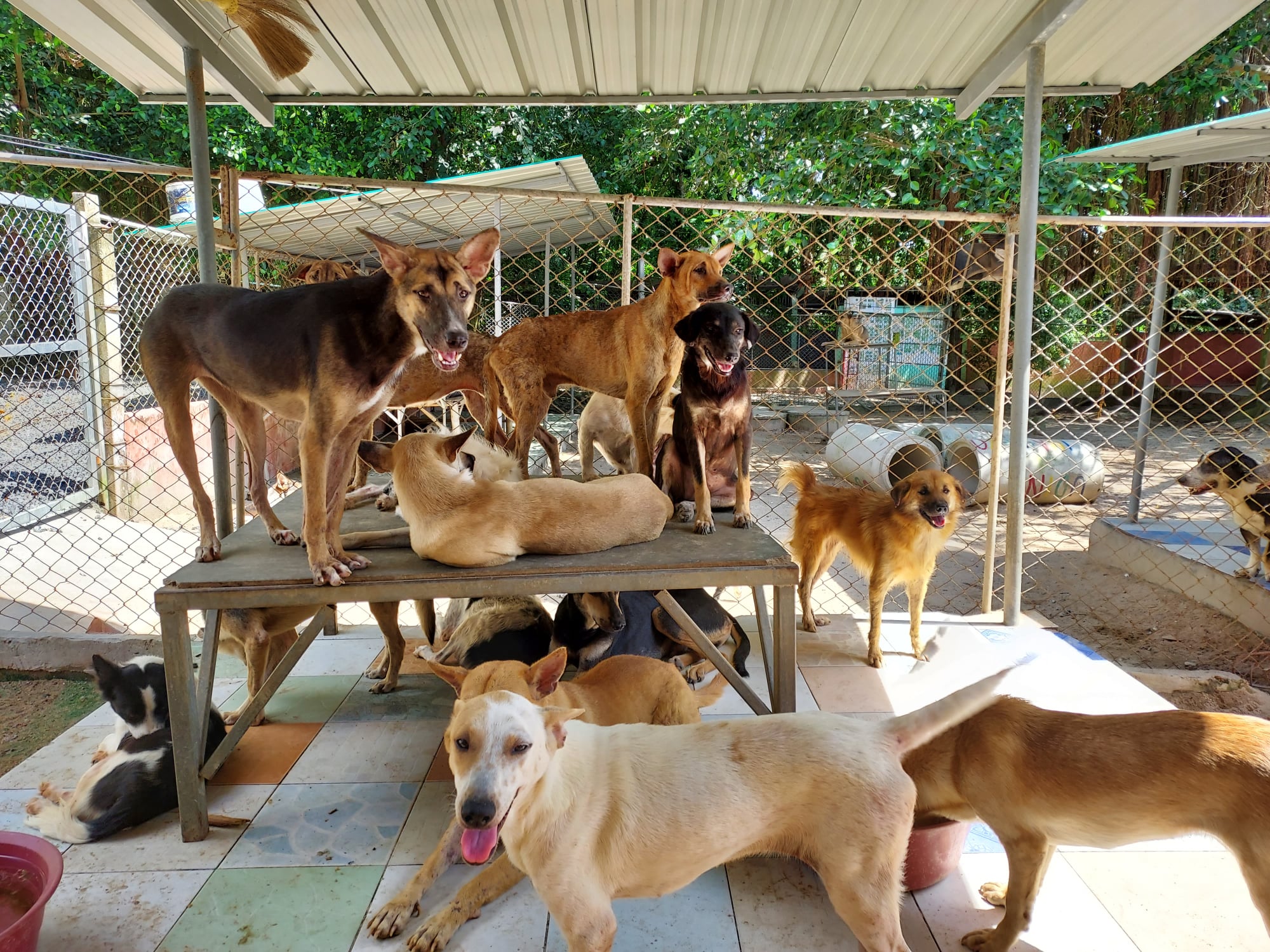 Dog shelter