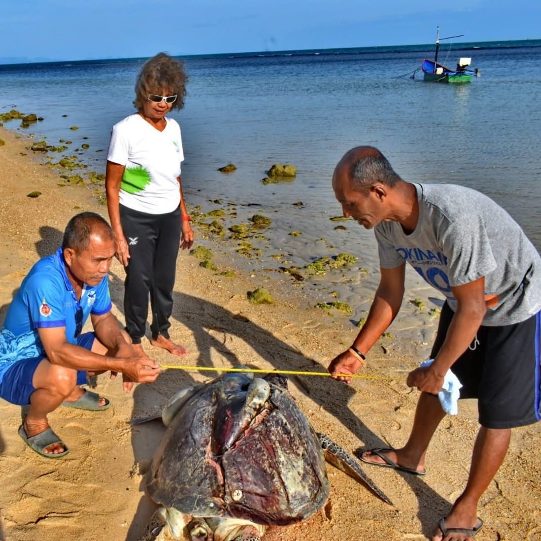 Measuring turtle
