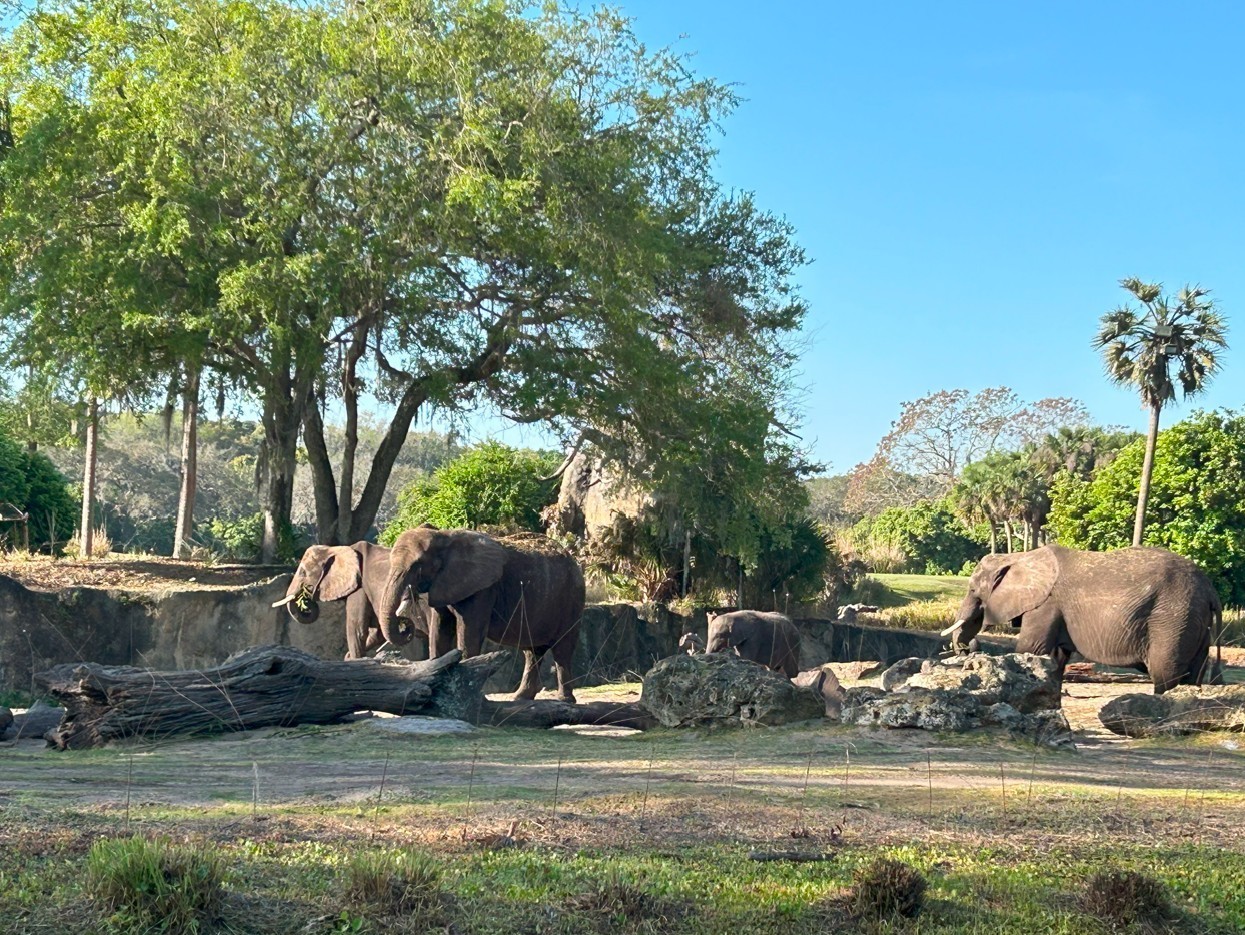 Elephants