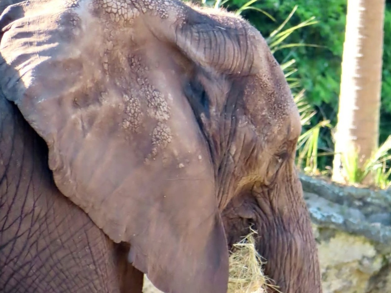 Elephants
