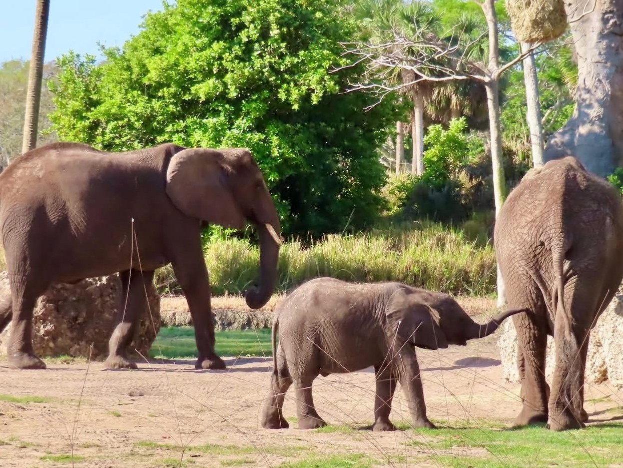Elephants