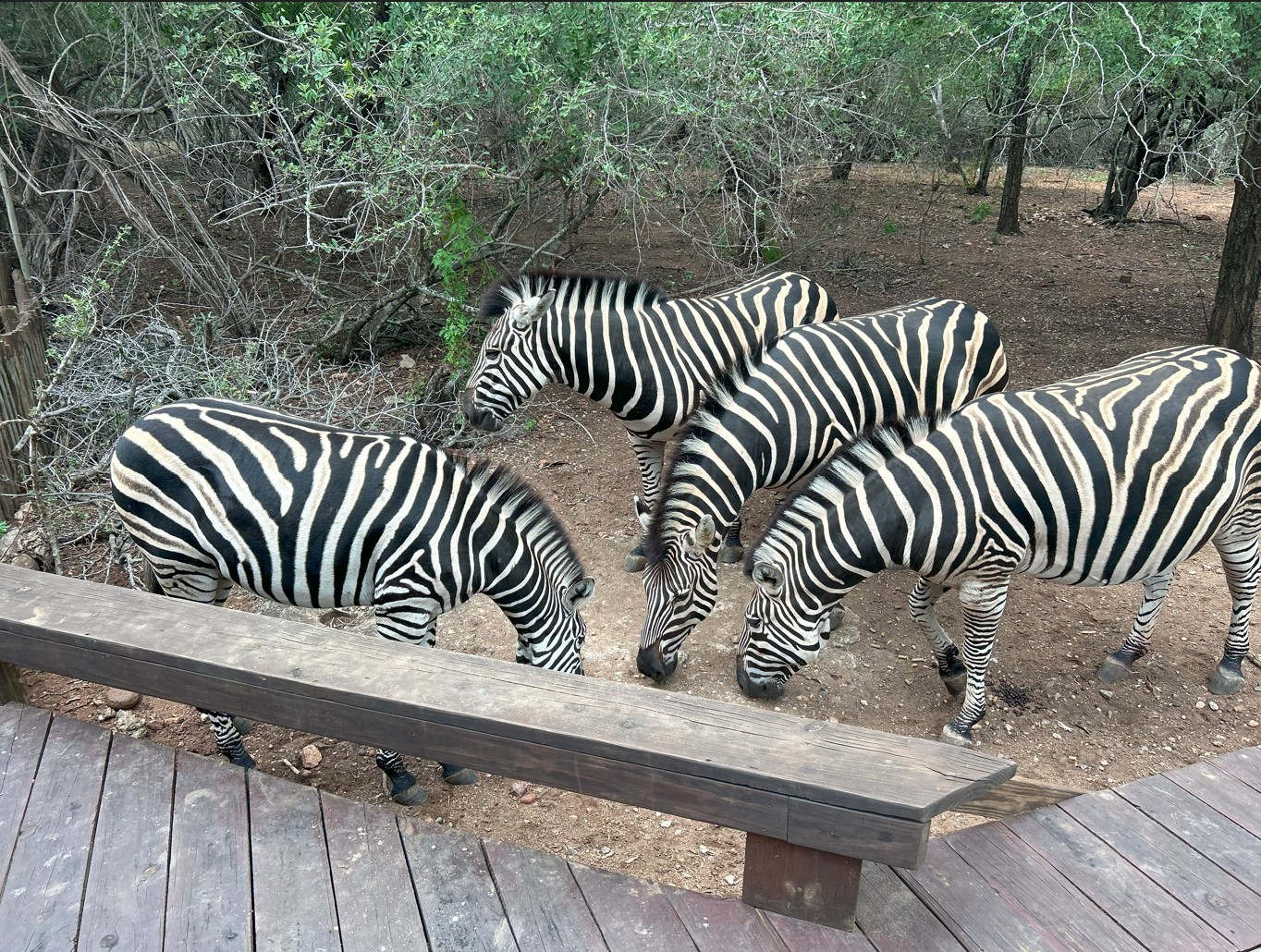 Zebras