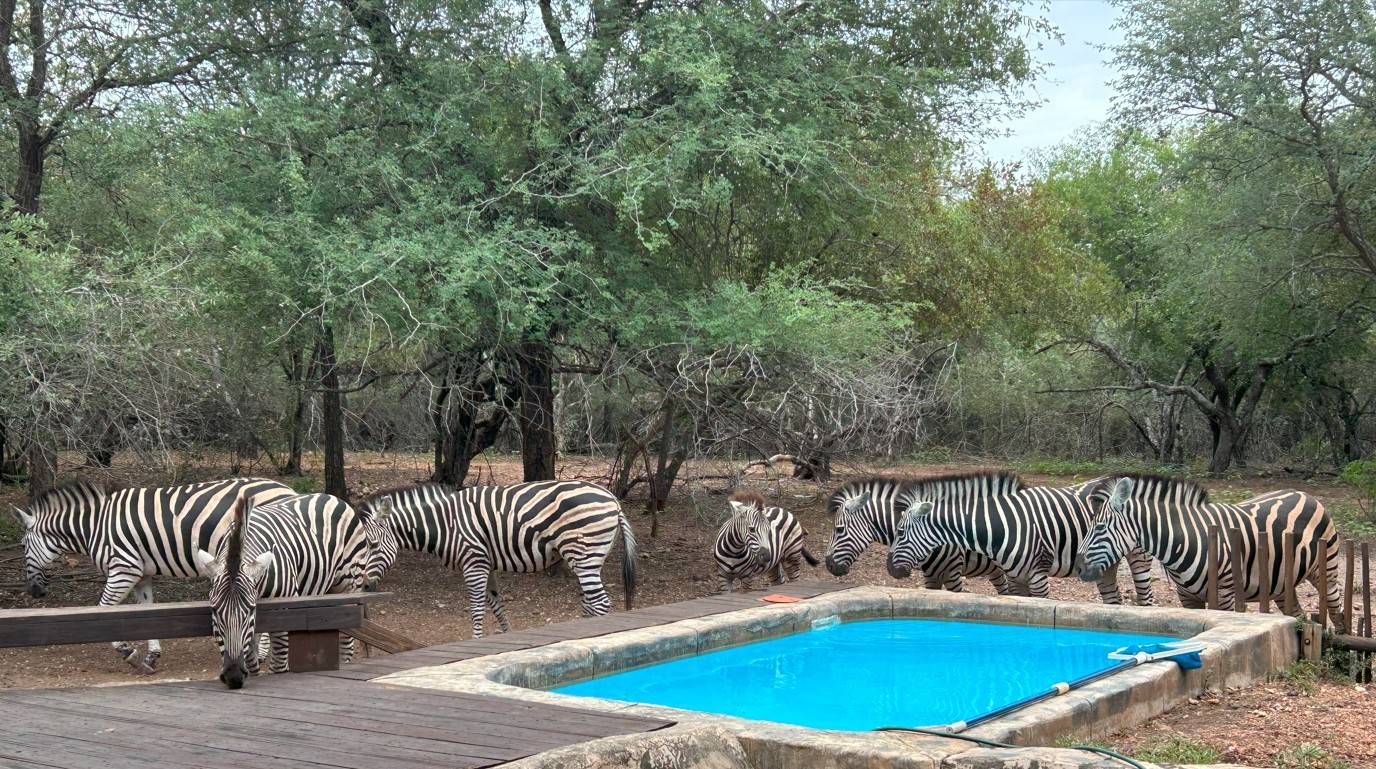Zebras
