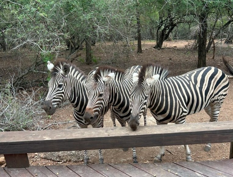 Zebras