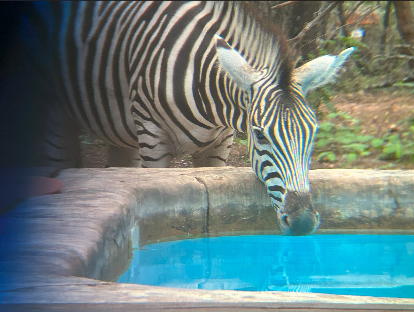 Zebras