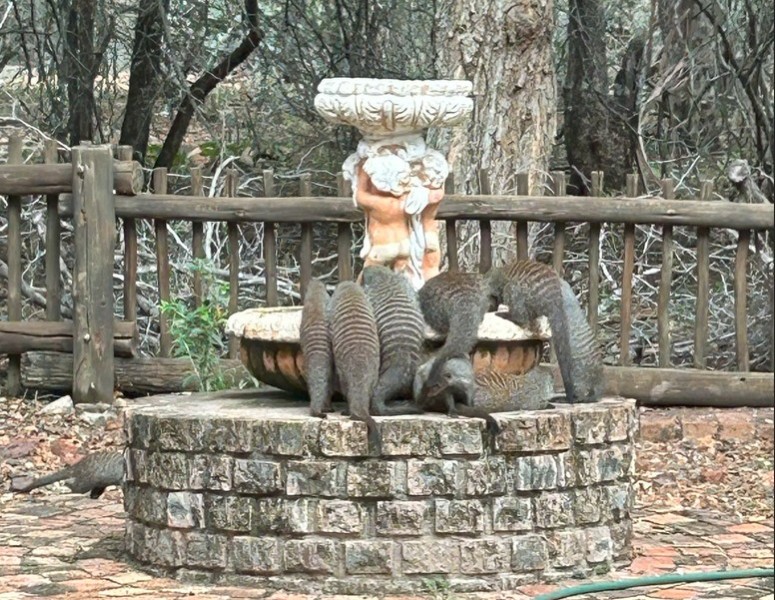 Mongoose