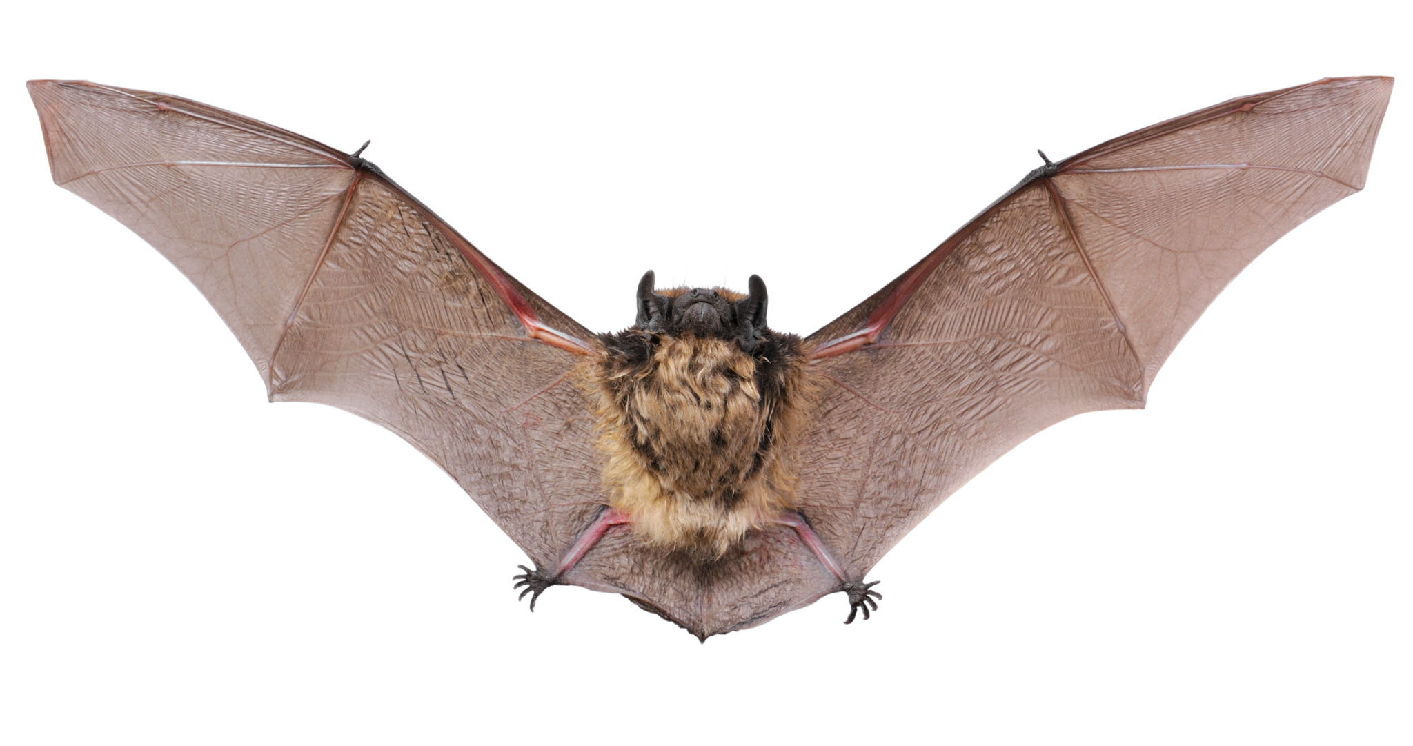 "Bat Infestations in Minnesota Homes: Prevention and Control with Brothers Pest Management"