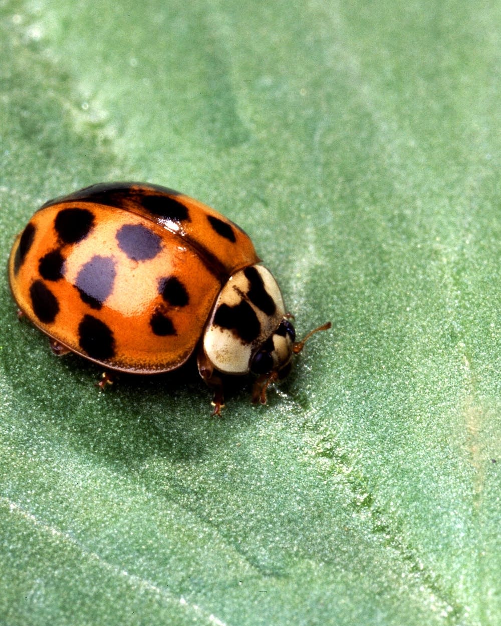 How to Prevent and Control Asian Beetle Infestations in Minnesota Homes