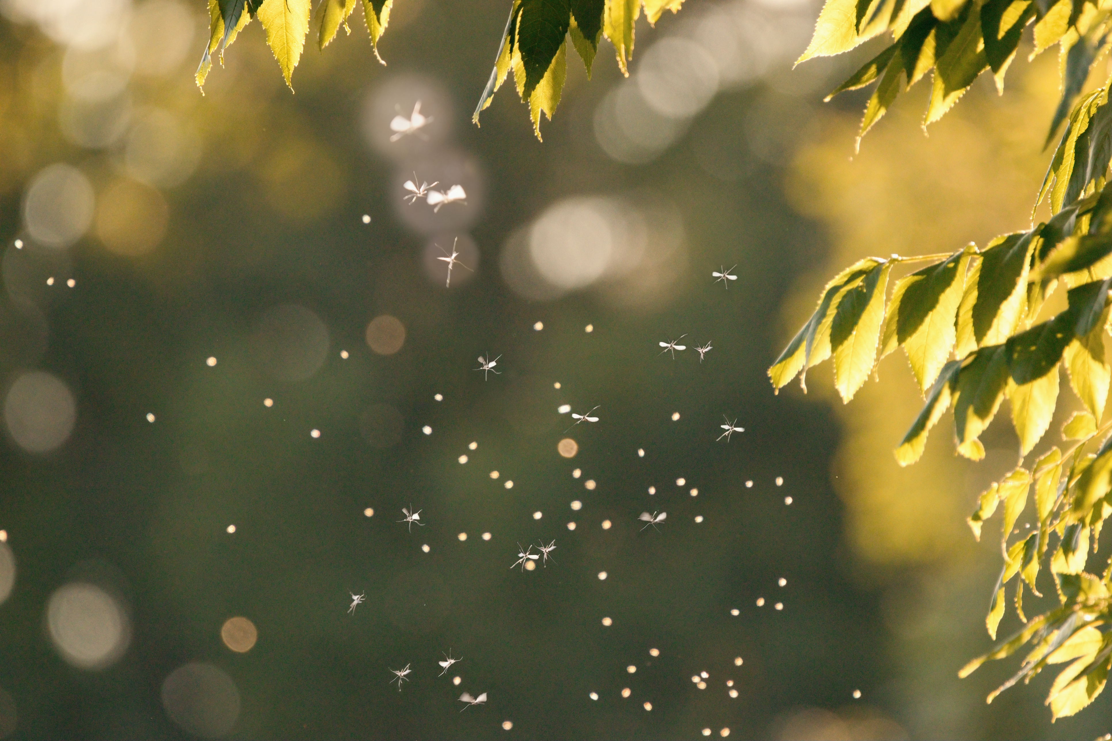 5 Common Springtime Pests in Minnesota and How to Prevent Them