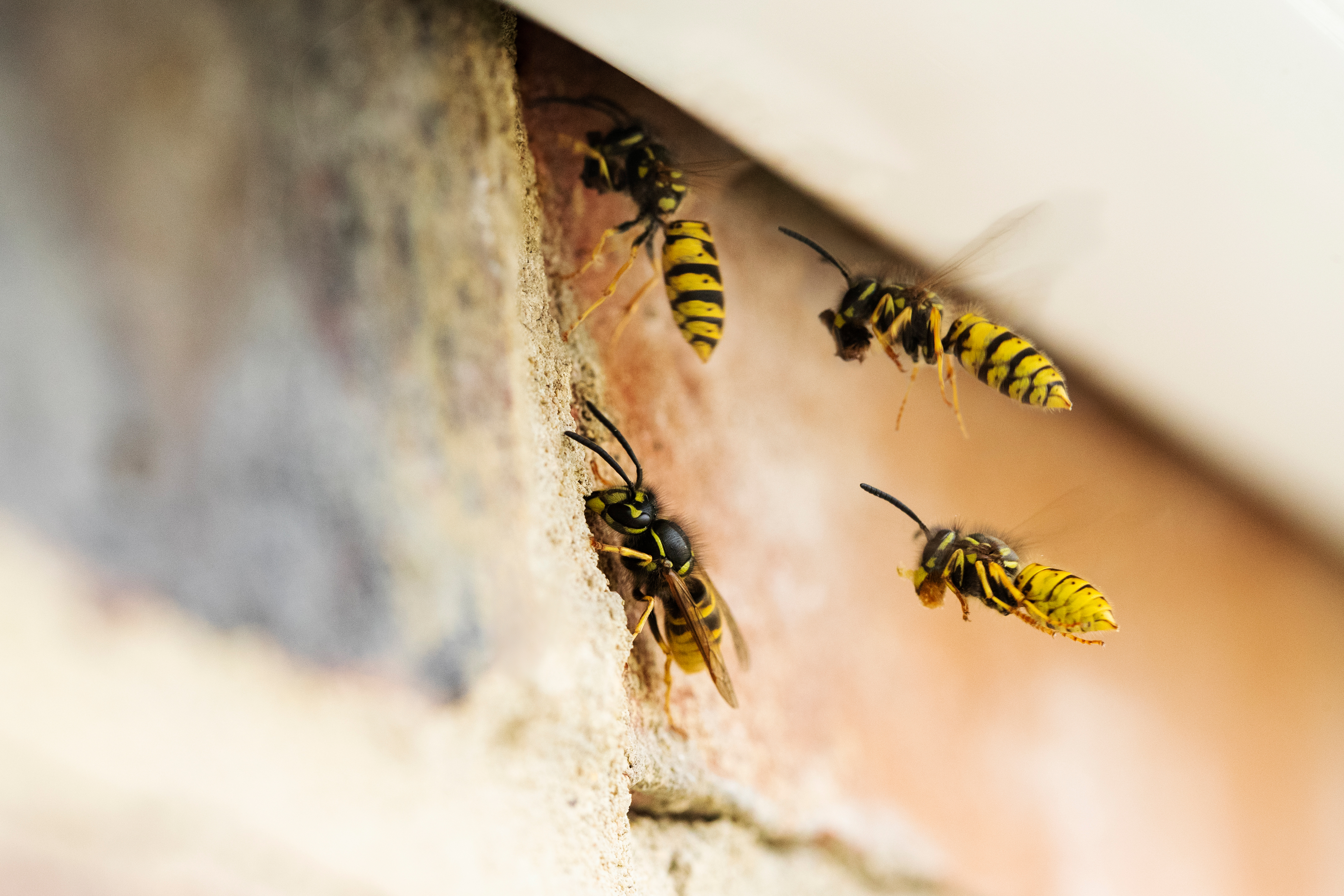 Yellow Jackets in Minnesota: What You Need to Know