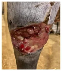 wound wound