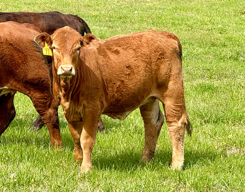 Heifers2_LovvornFarms