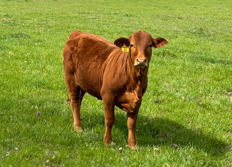Heifers9