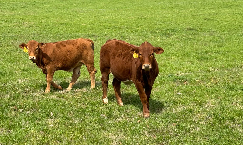 Heifer 1