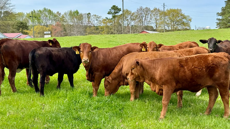 Heifers4
