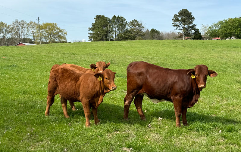 Heifers12