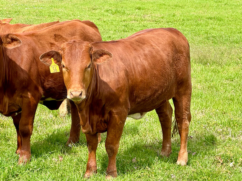 Heifers7